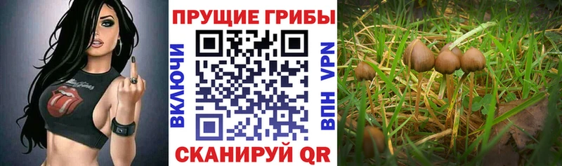 купить закладку Каргат Псилоцибиновые грибы Psilocybe